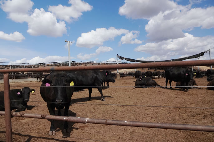 KILLARA Feedlot