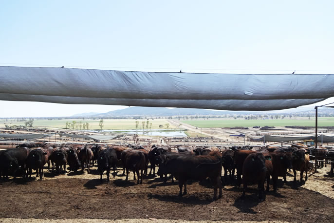 KILLARA Feedlot