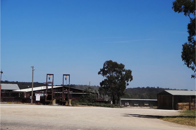 PEECHELBA Feedlot (ICM)