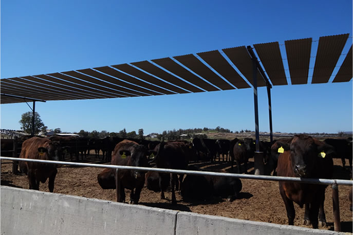 PEECHELBA Feedlot (ICM)