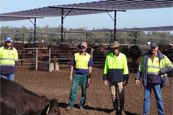 PEECHELBA Feedlot (ICM)