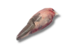 GF TONGUE 100day 1.2KgUP